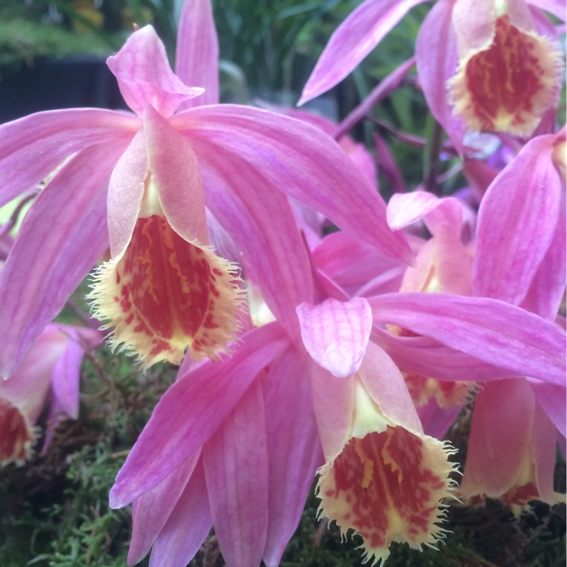 Plant image Pleione Formosana