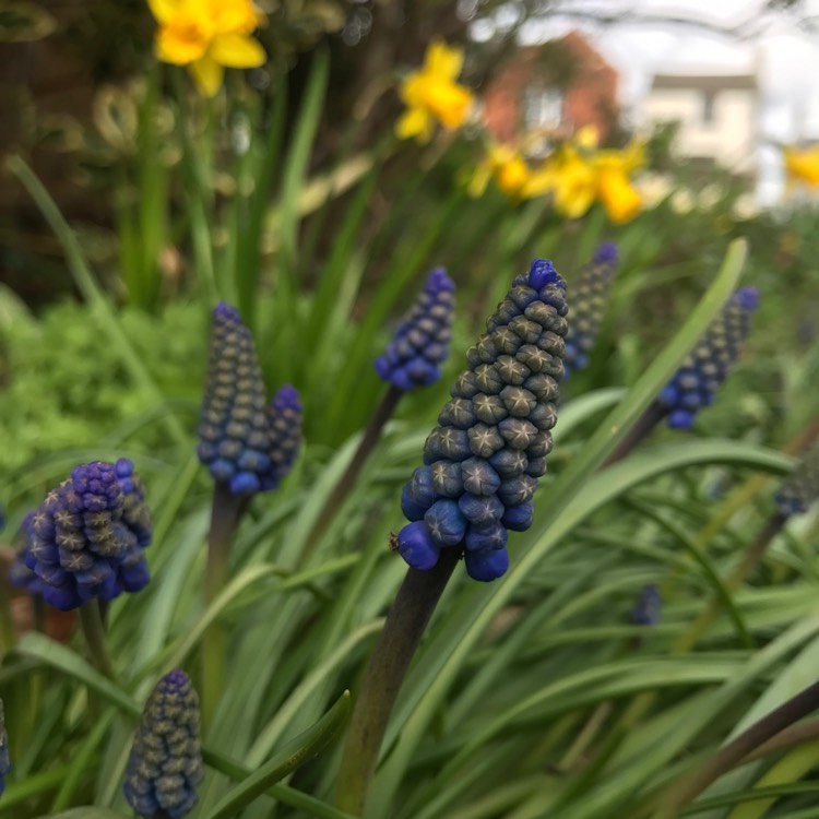 plant image 339541