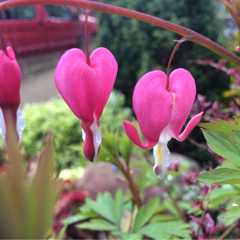 Lamprocapnos spectabilis  syn. Dicentra spectabilis