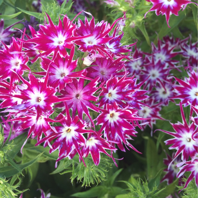 Plant image Phlox drummondii 'Popstars' (Mix)