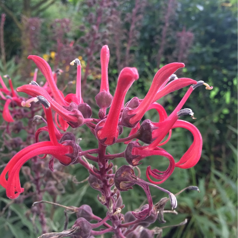 Plant image Lobelia tupa