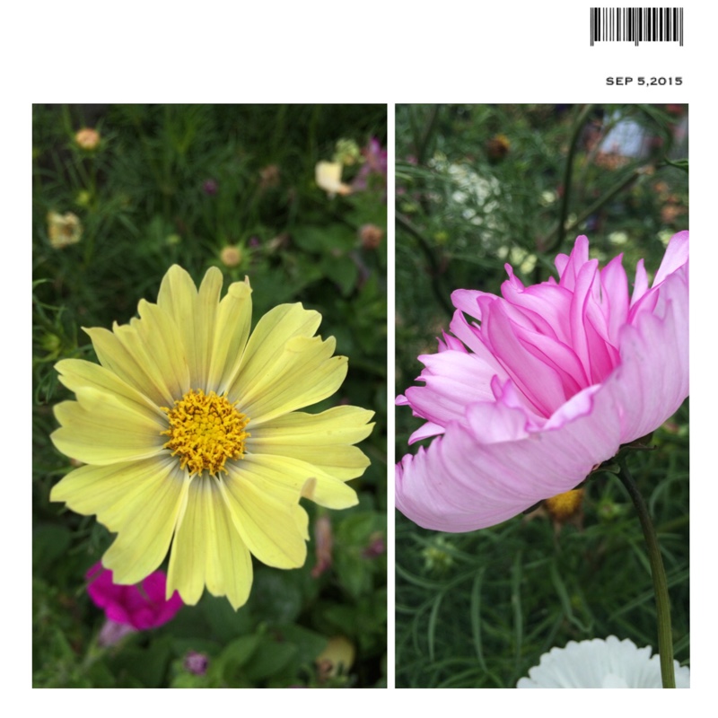 Cosmos