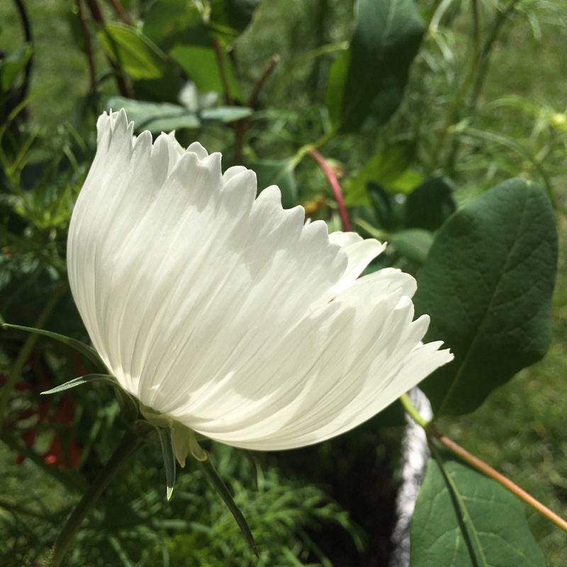 Plant image Cosmos Bipinnatus 'Cupcake'