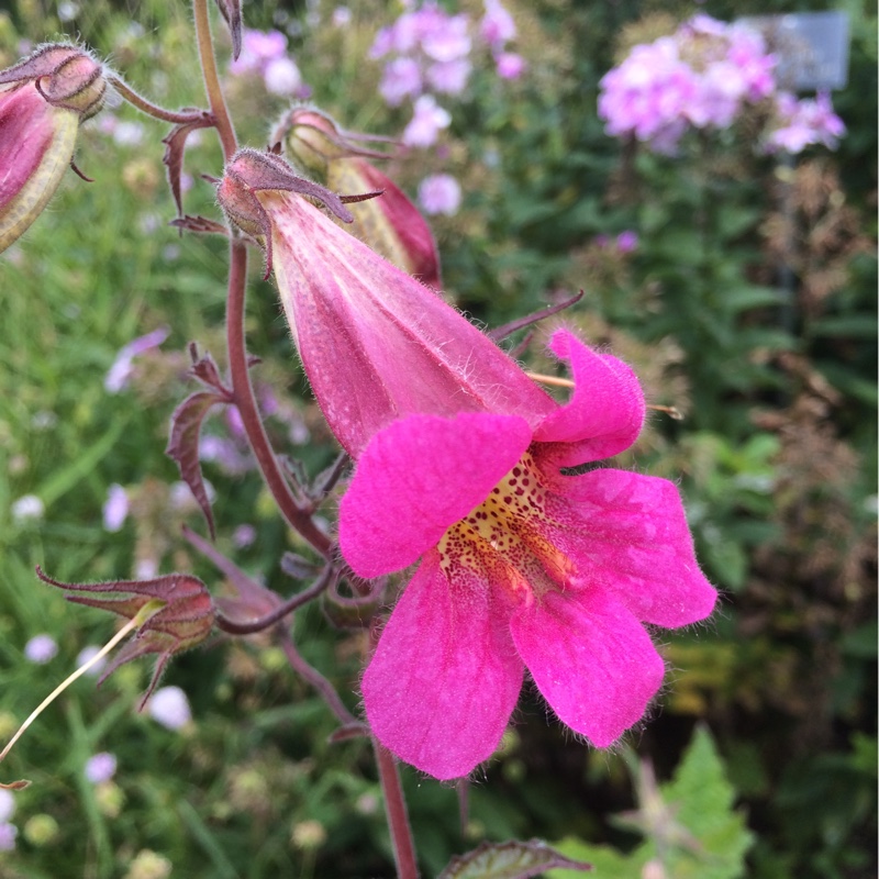 Plant image Rehmannia elata