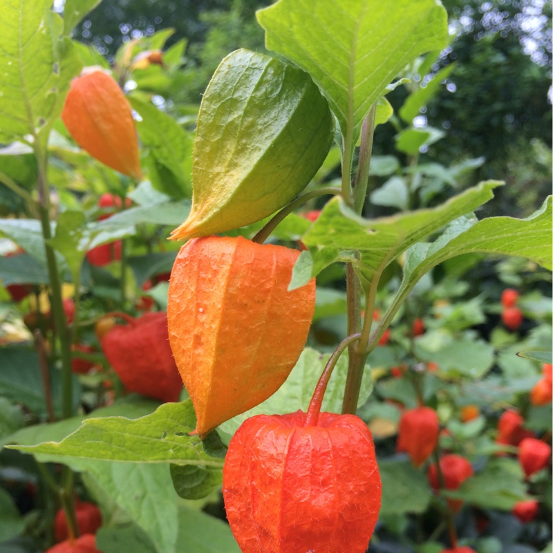 Plant image Physalis alkekengi var. franchetii