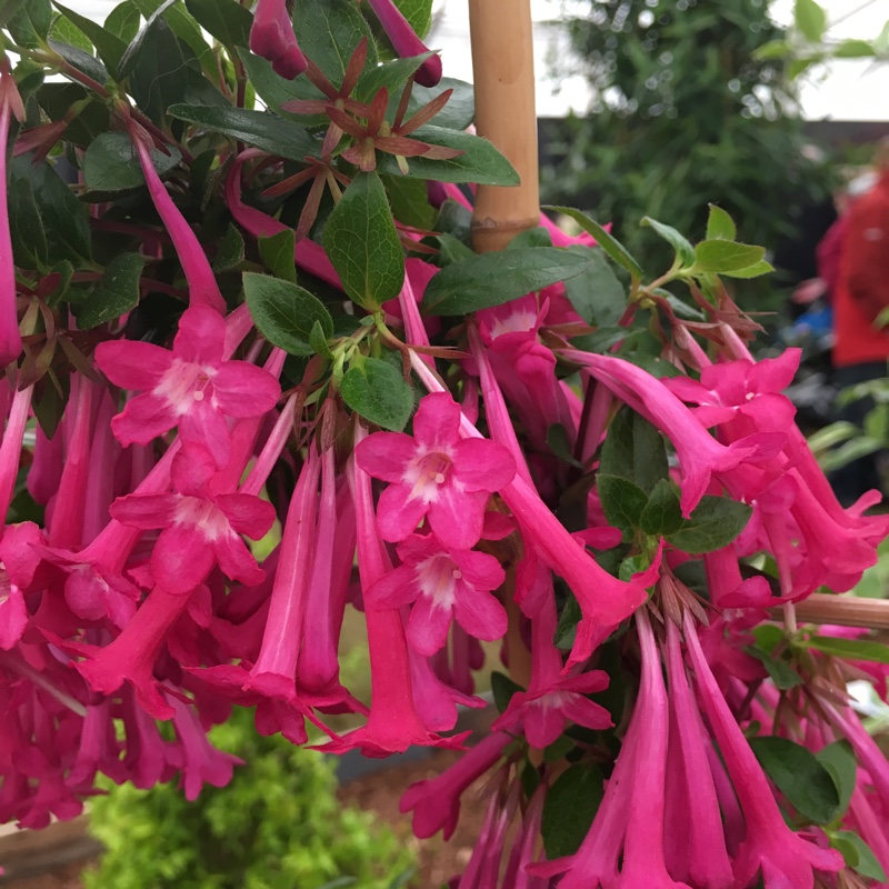 Plant image Linnaea floribunda syn. Abelia floribunda, Vesalea floribunda
