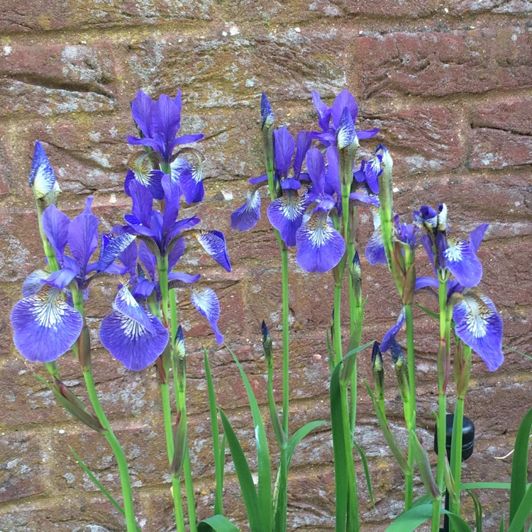 plant image 260260