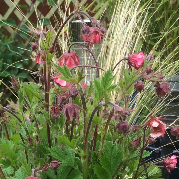plant image 270161