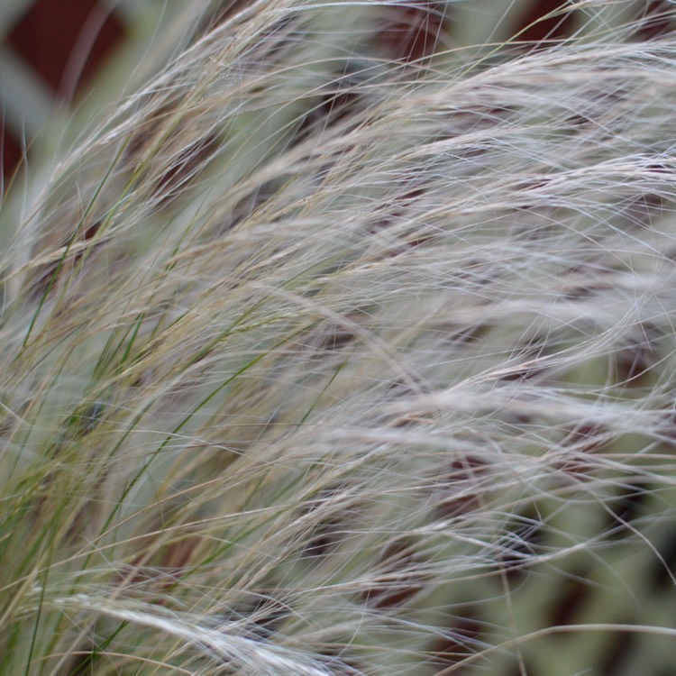 Plant image Nassella tenuissima syn. Stipa tenuissima