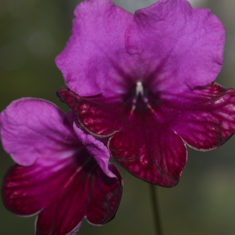 plant image 274008
