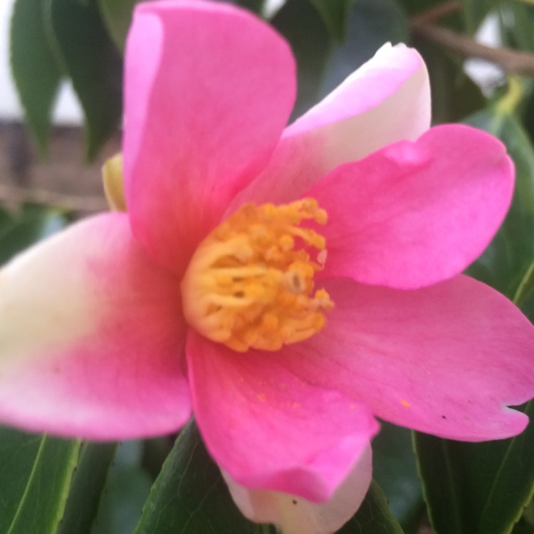 plant image 310878