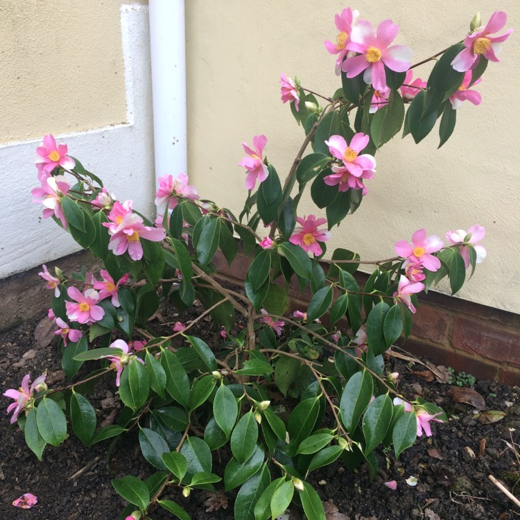 plant image 317052