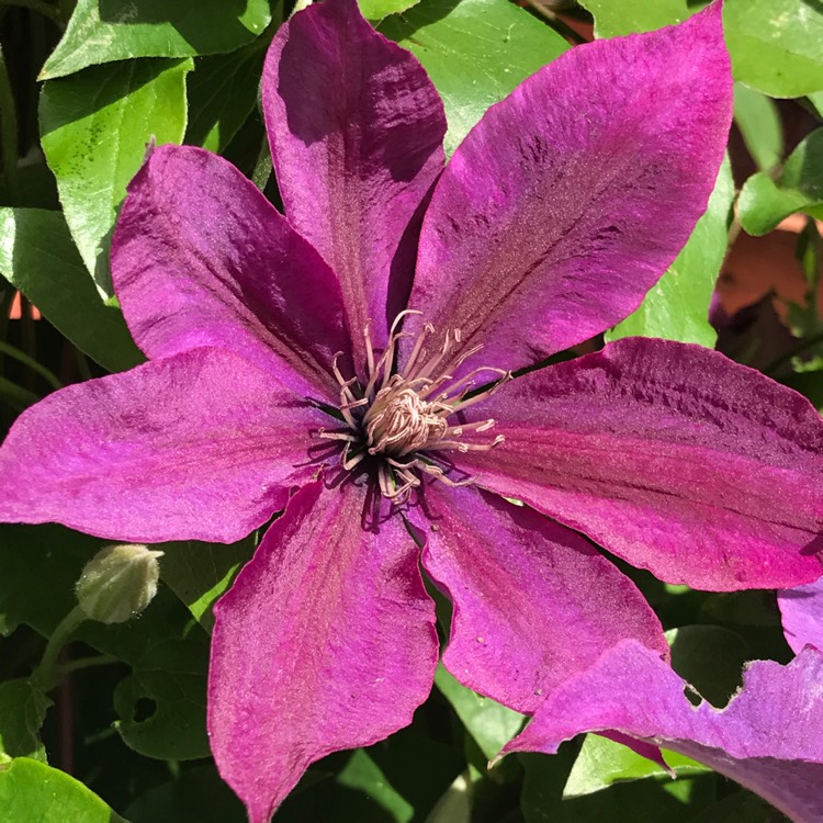 plant image 434068