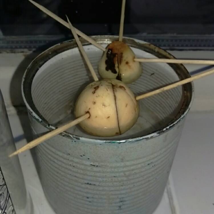 plant image 303575