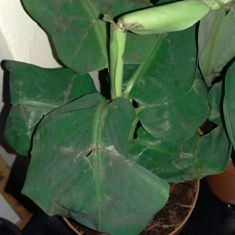 plant image 310404