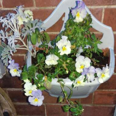 Viola cornuta 'Penny Marina'