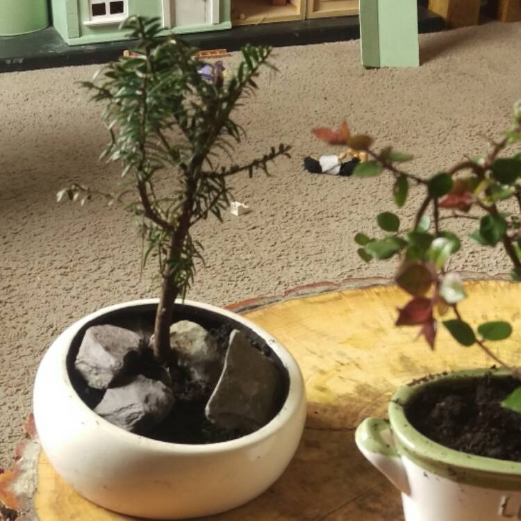 plant image 335447