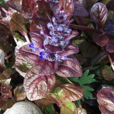 Ajuga reptans 'Binblasca' syn. Ajuga reptans 'Black Scallop'