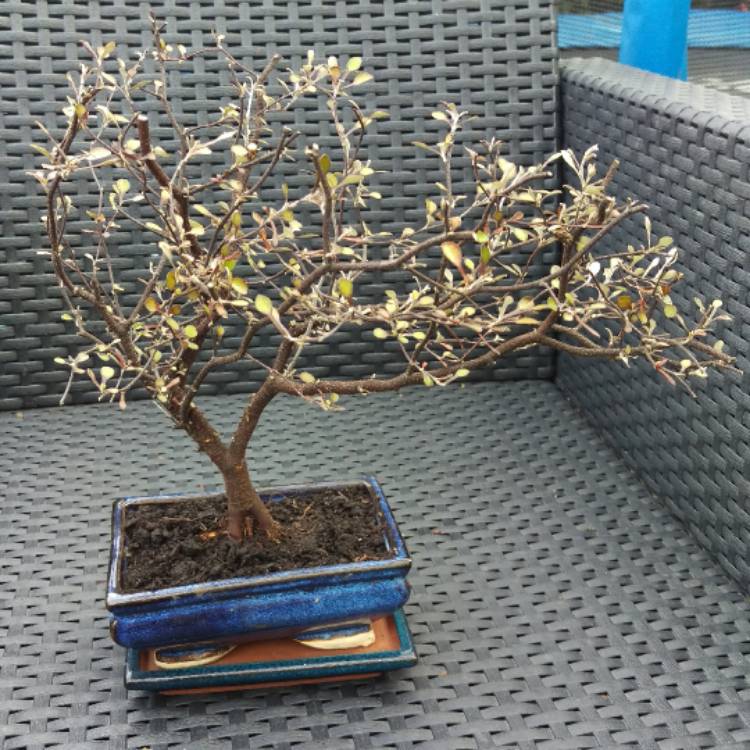 Plant image Corokia cotoneaster