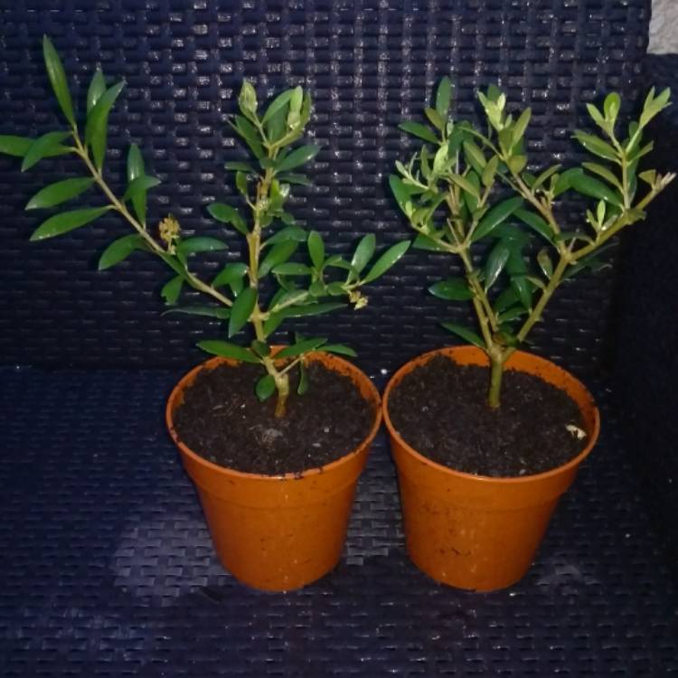plant image 403529