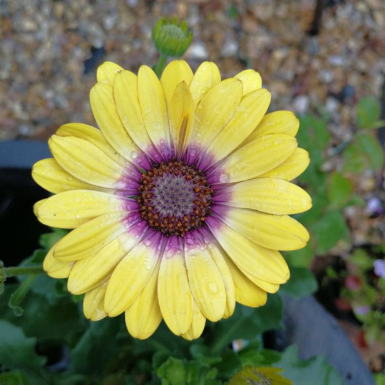 Plant image Osteospermum ecklonis 'Blue Eyed Beauty'