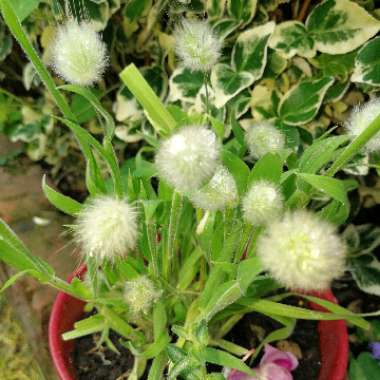 Lagurus ovatus syn. Lagurus ovatus 'Bunny's Tails'