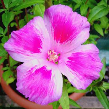 Clarkia amoena syn. Clarkia grandiflora ; Godetia grandiflora