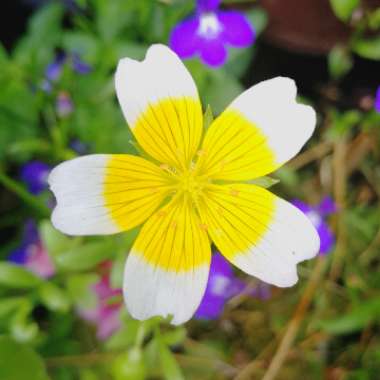 Limnanthes douglasii