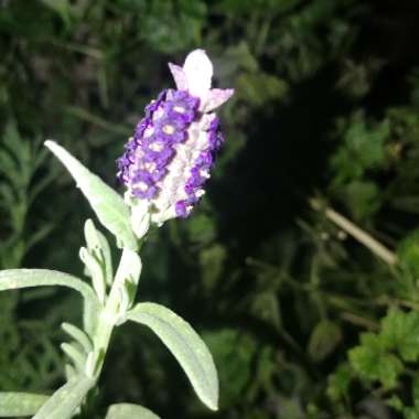 Lavandula