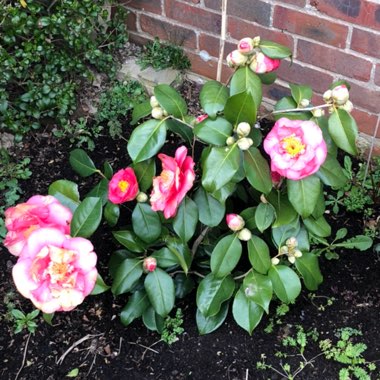 Camellia 'Pink'