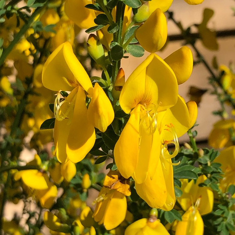 plant image 1021883