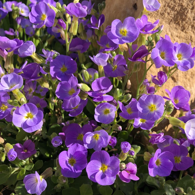 plant image 1021897