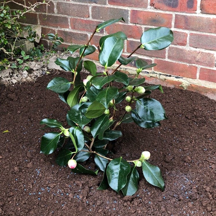 plant image 641674