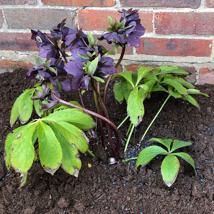 Plant image Helleborus x hybridus 'Pretty Ellen Purple' (Pretty Ellen Series)