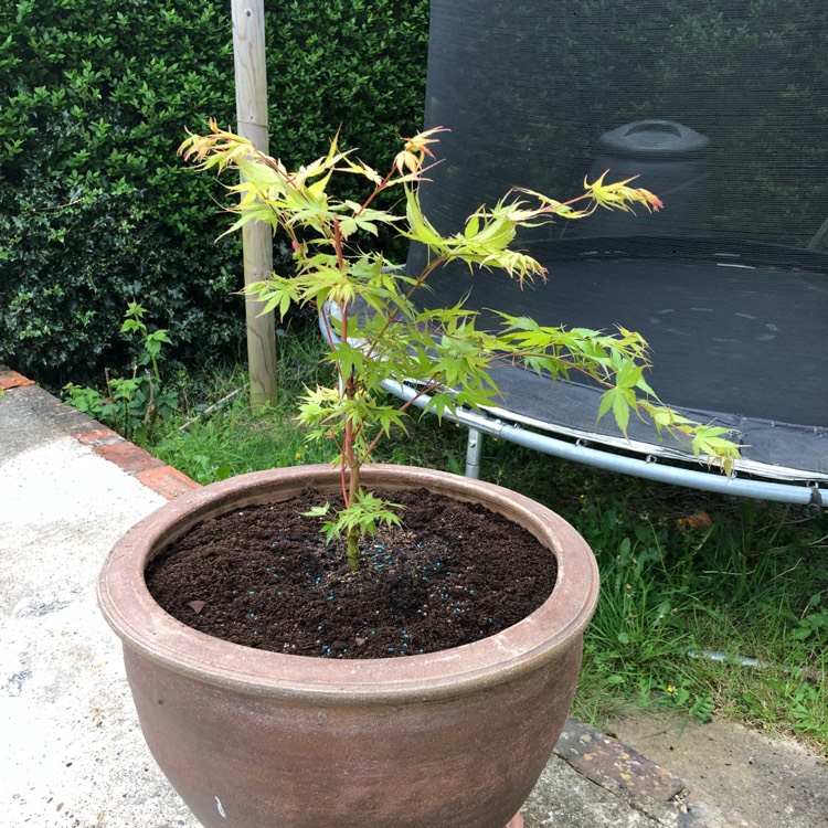 plant image 859387