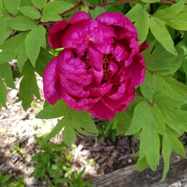 Plant image Paeonia x festiva 'Rosea Plena' syn. Paeonia officinalis 'Rosea Plena', Paeonia 'Old Double Rose'