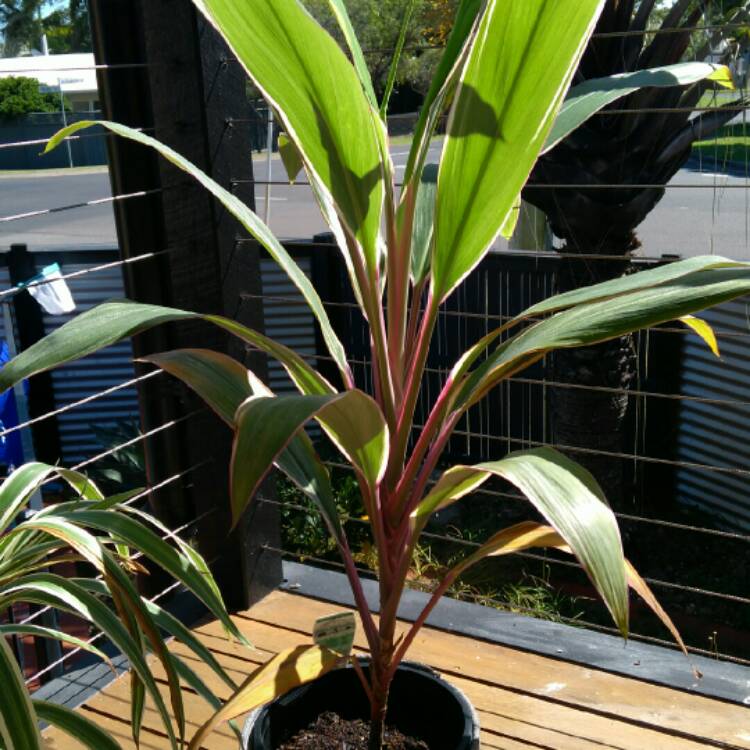 Plant image Cordyline terminalis 'Baby Doll'