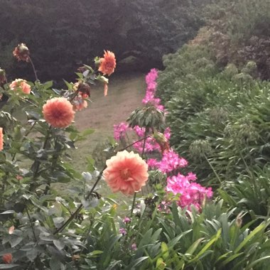 Dahlia