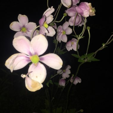 Japanese Anemone