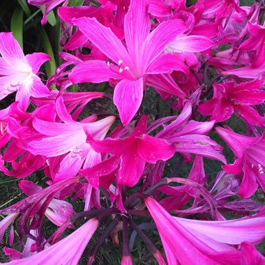 Jersey Lily