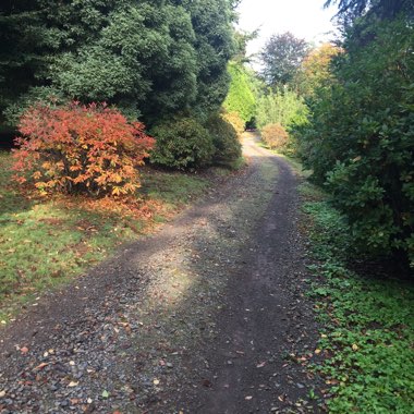 Mike's garden