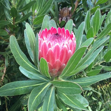 Protea