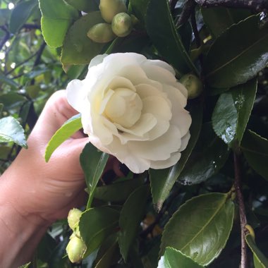 Camellia