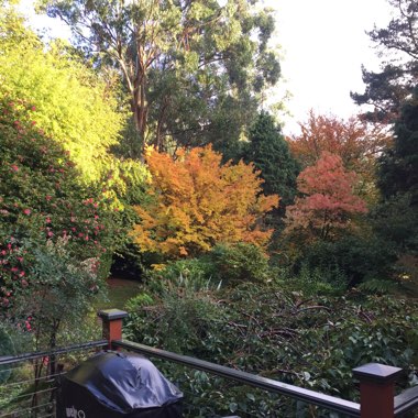 Mike's garden