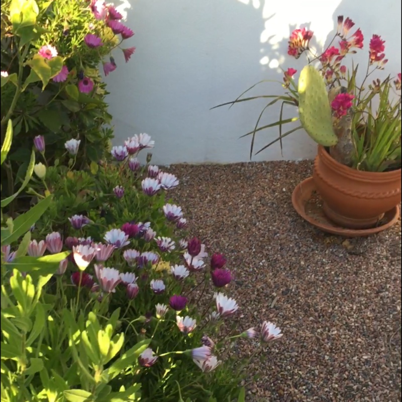 James's garden