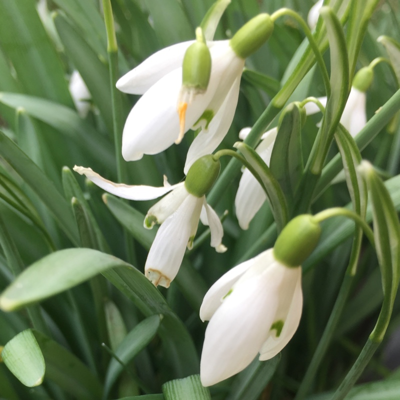 plant image 21123