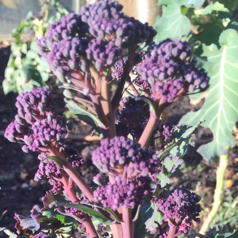 Broccoli