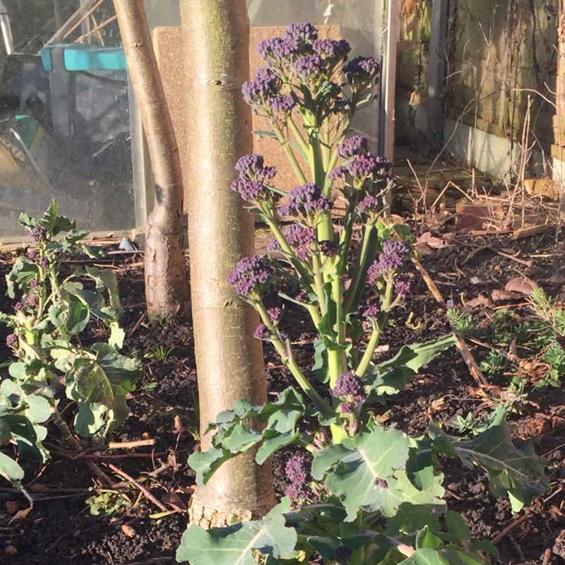 plant image 21577