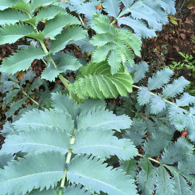 plant image 570419