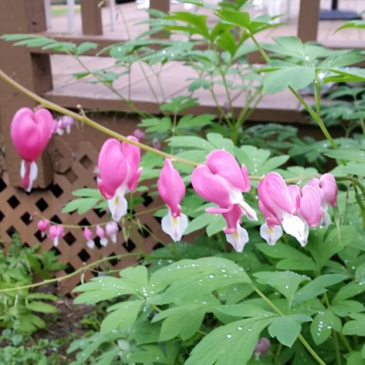 Plant image Dicentra formosa 'Bacchanal'